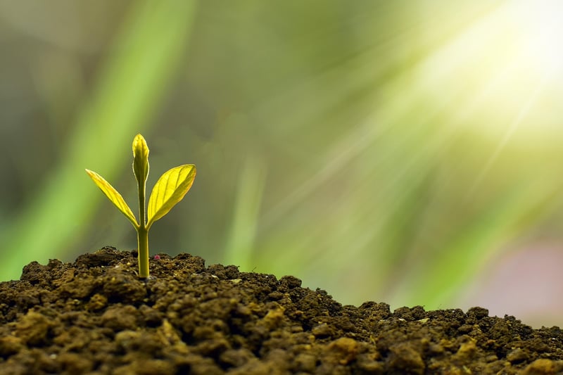 Business Growth